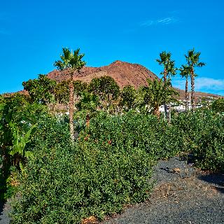 General view
General view
di Hipotels Natura Palace