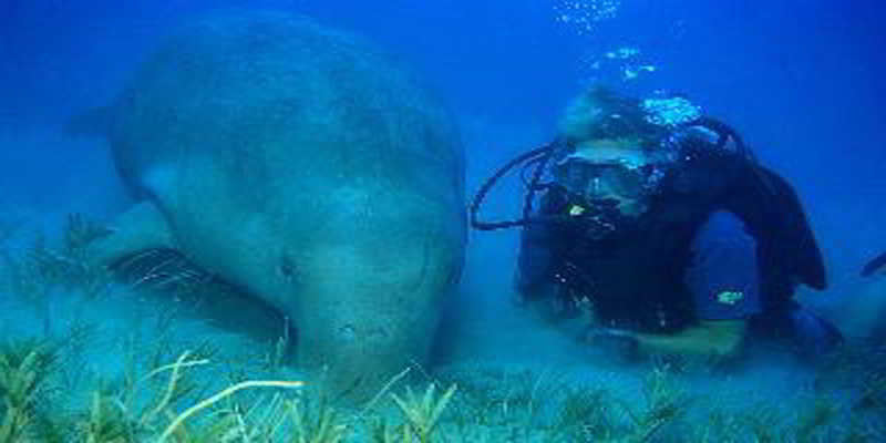 Sports and Entertainment
Sports and Entertainment
di Flamenco Beach Resort