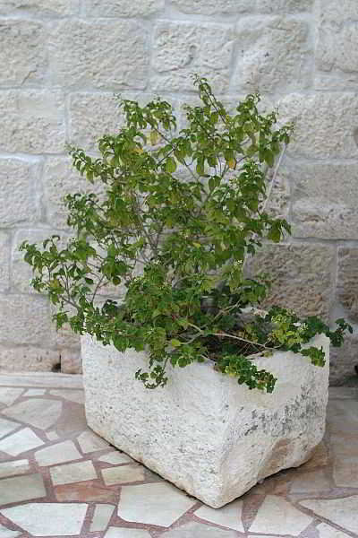 Terrace
Terrace
di Villa Rustica Dalmatia