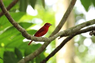 General view
General view
di Chachagua Rainforest Hotel & Hacienda