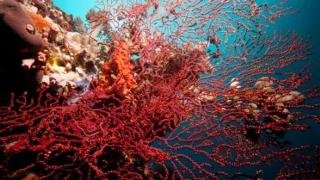 General view
General view
di Wellbeach Dive Resort