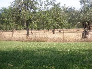 General view
General view
di Agroturismo Sa Vinya Den Palerm
