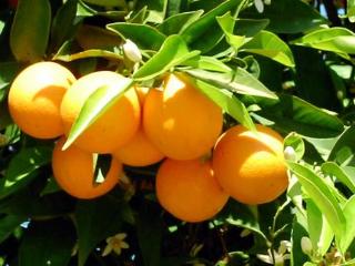 General view
General view
di Villa Club Holiday Village