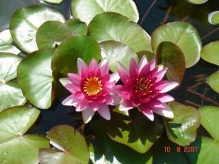 General view
General view
di Villa Club Holiday Village