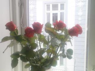 General view
General view
di The Pea Blossom, Copenhagen B&B.