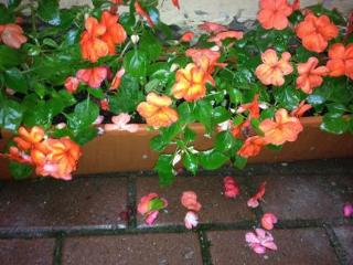 General view
General view
di Austrian Yard - Hotel