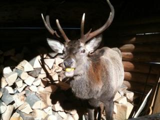 General view
General view
di Chalet Dei Fiori