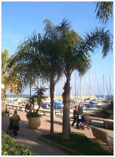 General view
General view
di Hotel Delle Rose