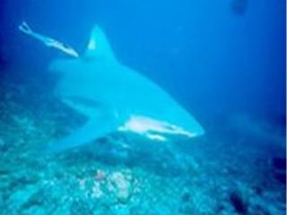 General view
General view
di Mana Island Resort Spa