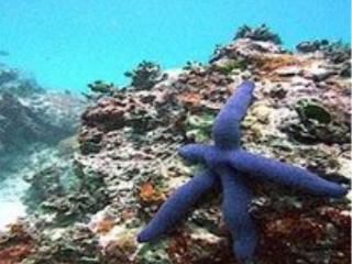 General view
General view
di Navutu Stars Resort