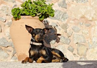 Finca Hotel Can Estades