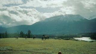 General view
General view
di Best Western White Wolf Inn