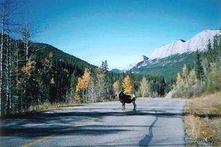 General view
General view
di Best Western White Wolf Inn