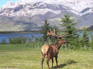 General view
General view
di Best Western White Wolf Inn