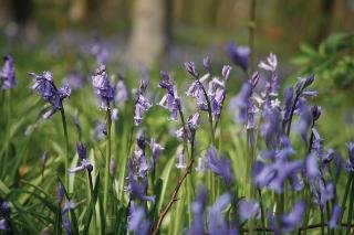 General view
General view
di Best Western Kenwick Park Hotel