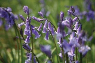 General view
General view
di Best Western Kenwick Park Hotel