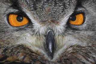 General view
General view
di Best Western Beamish Hall Country House Hotel