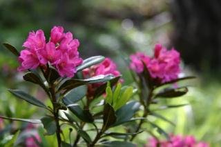 General view
General view
di Best Western Hotel Butterfly