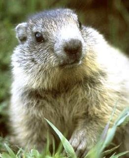 General view
General view
di Best Western Metropol Grand