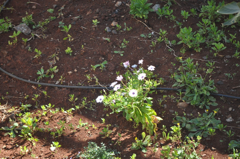 This photo about Sofia - Mythos Beach Aparthotel shared on HyHotel.com