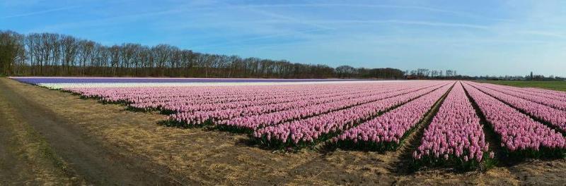 This photo about de Duif shared on HyHotel.com