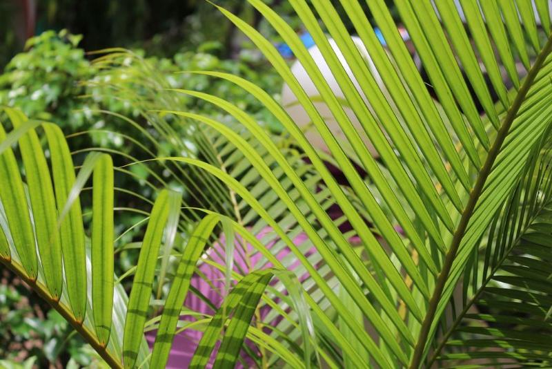 This photo about Macedo Palms Lemonmint shared on HyHotel.com