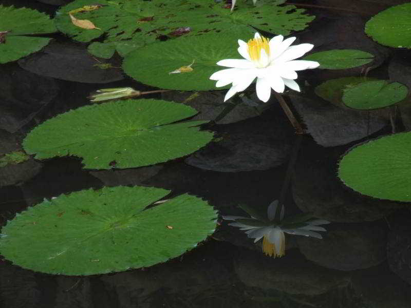 This photo about Moon Garden Holiday House shared on HyHotel.com