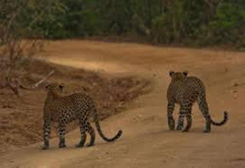 This photo about Big Game Camp - Yala shared on HyHotel.com