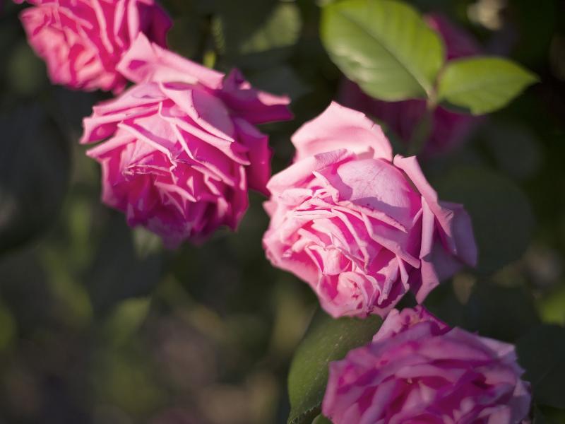 This photo about Apartments Iskra shared on HyHotel.com