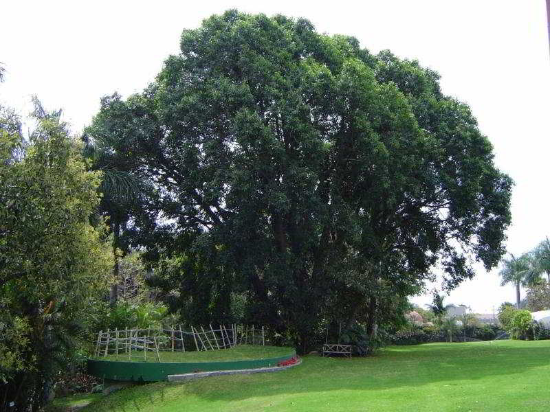 image url
