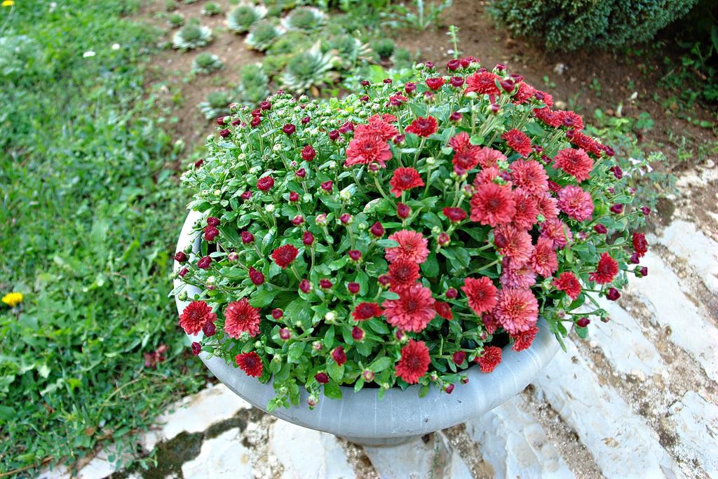 image url