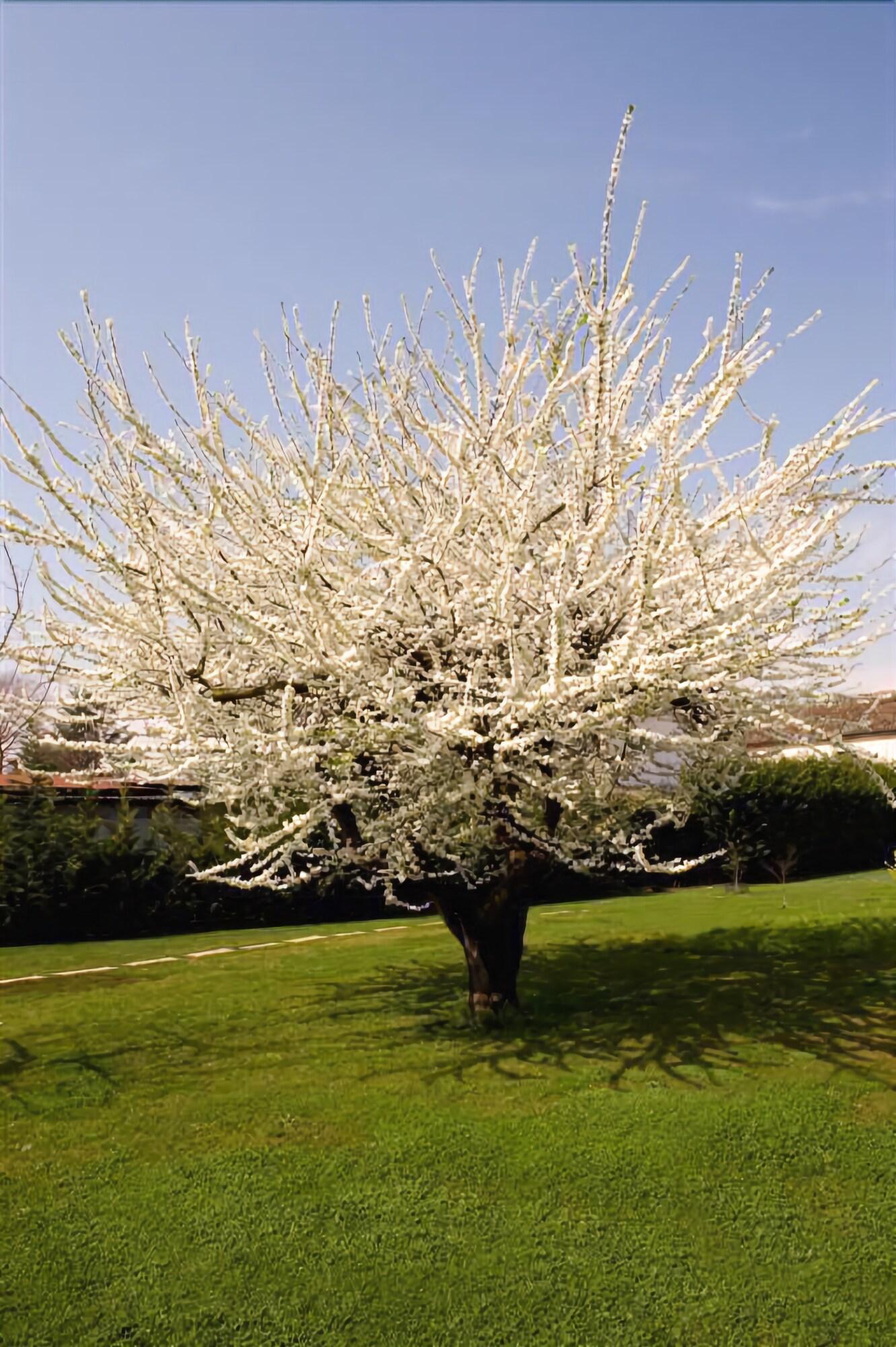 image url