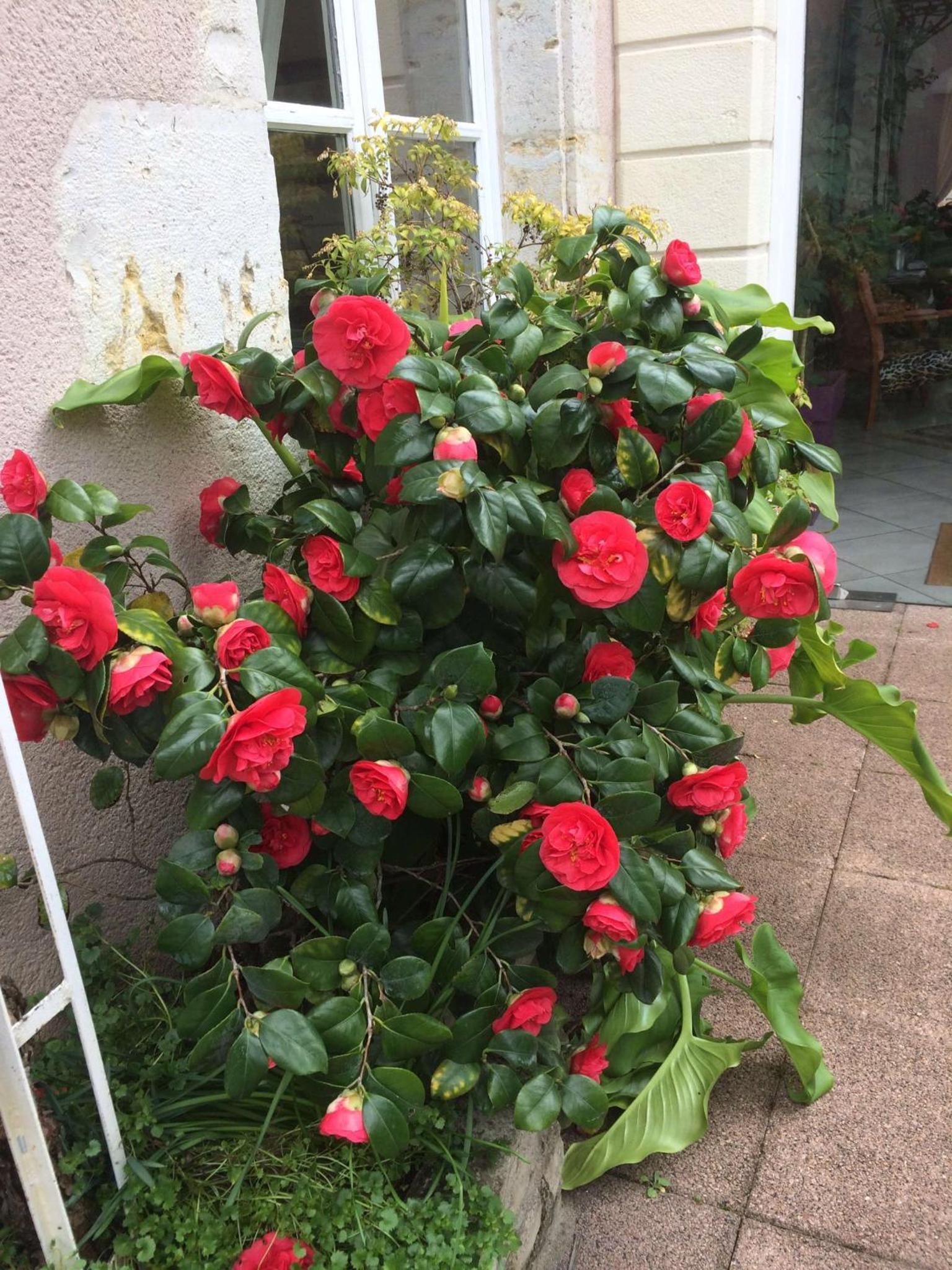 image url