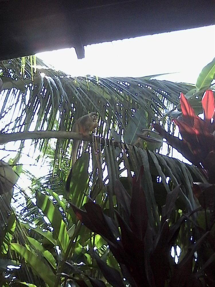 images