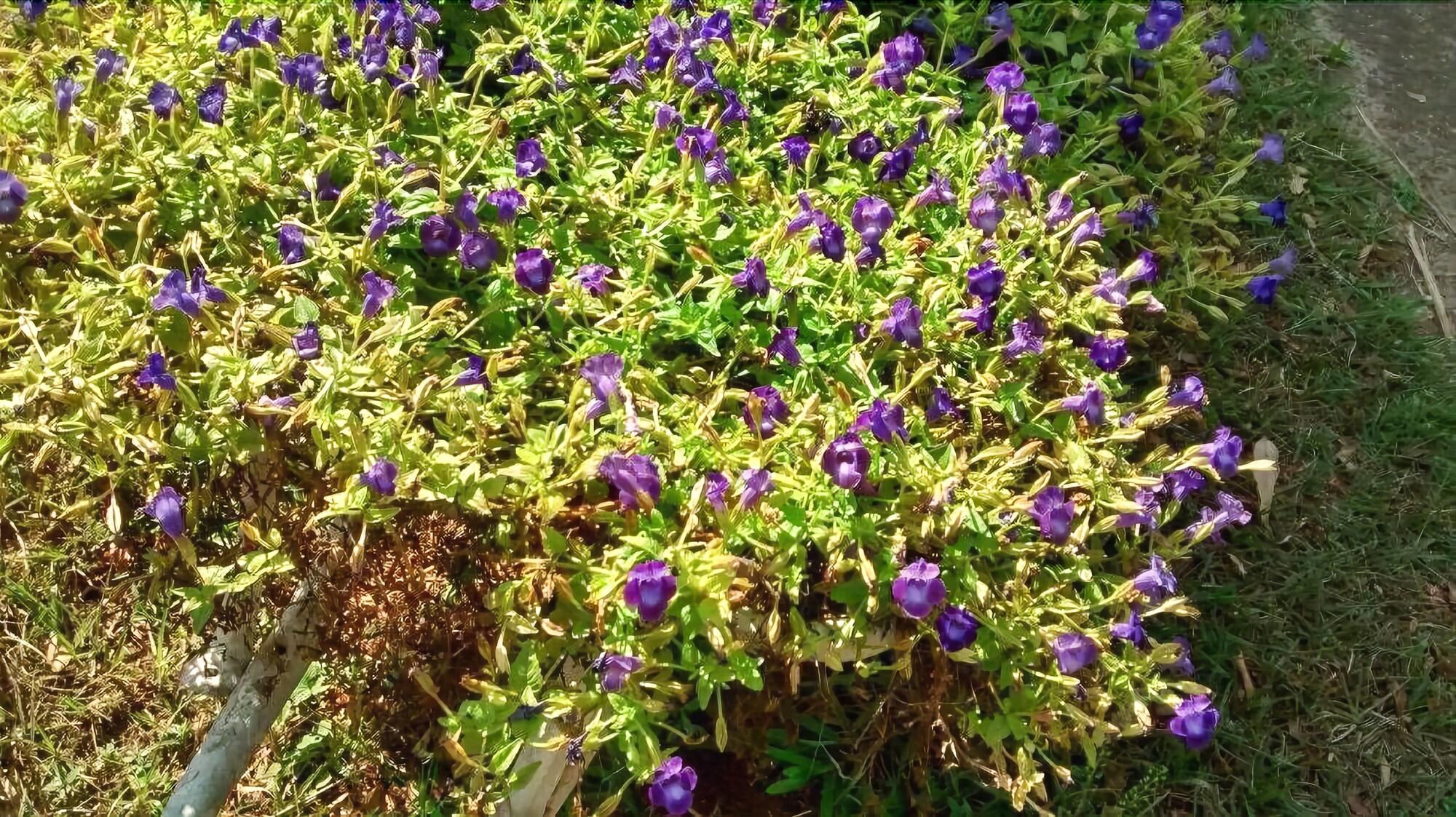 image url