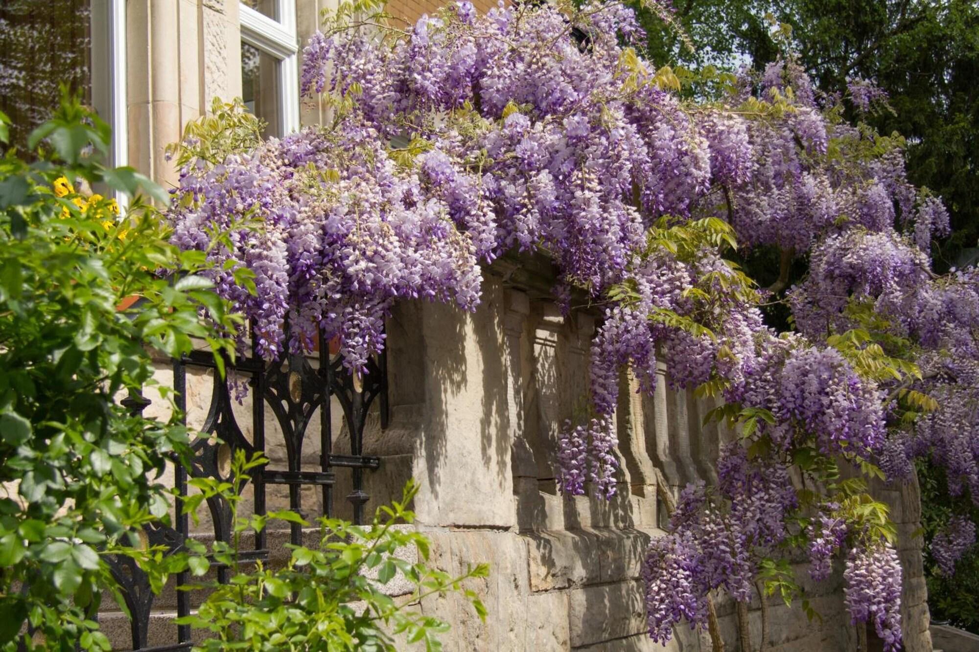 image url