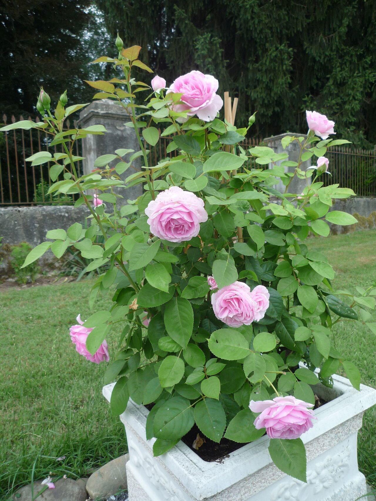 image url