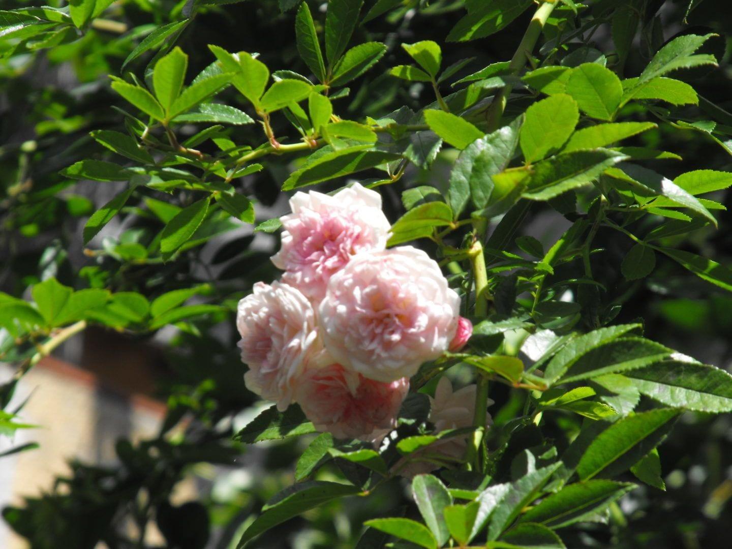 image url