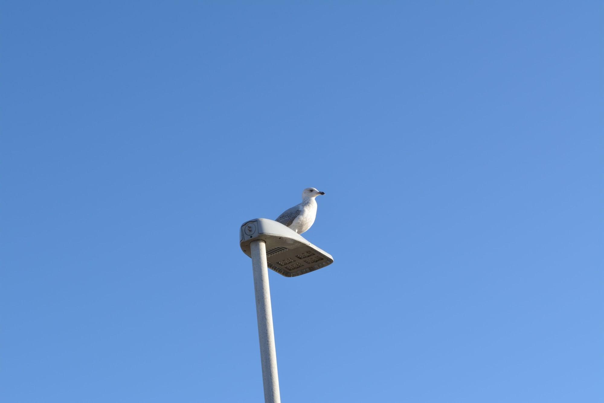 image url