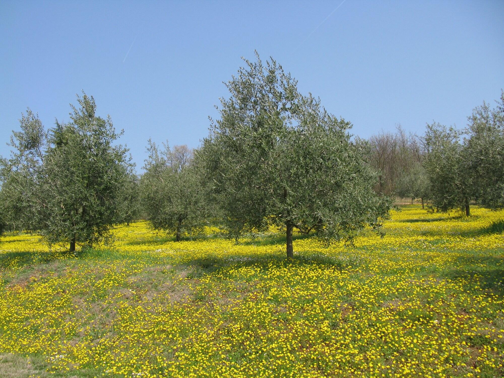 image url