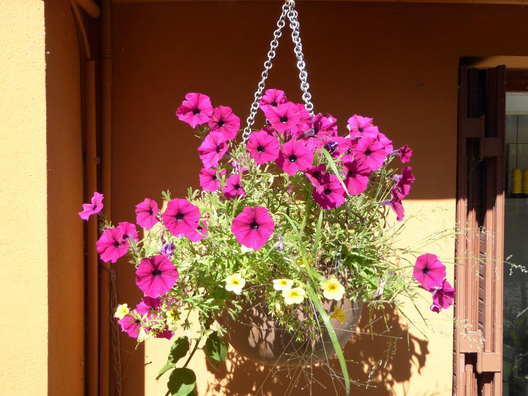 image url