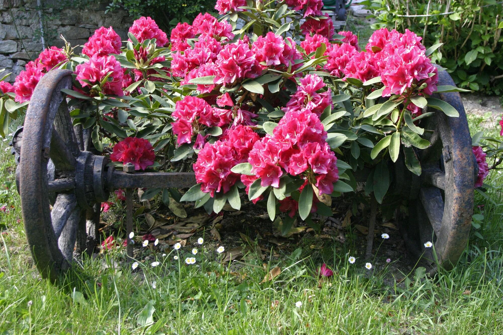 image url