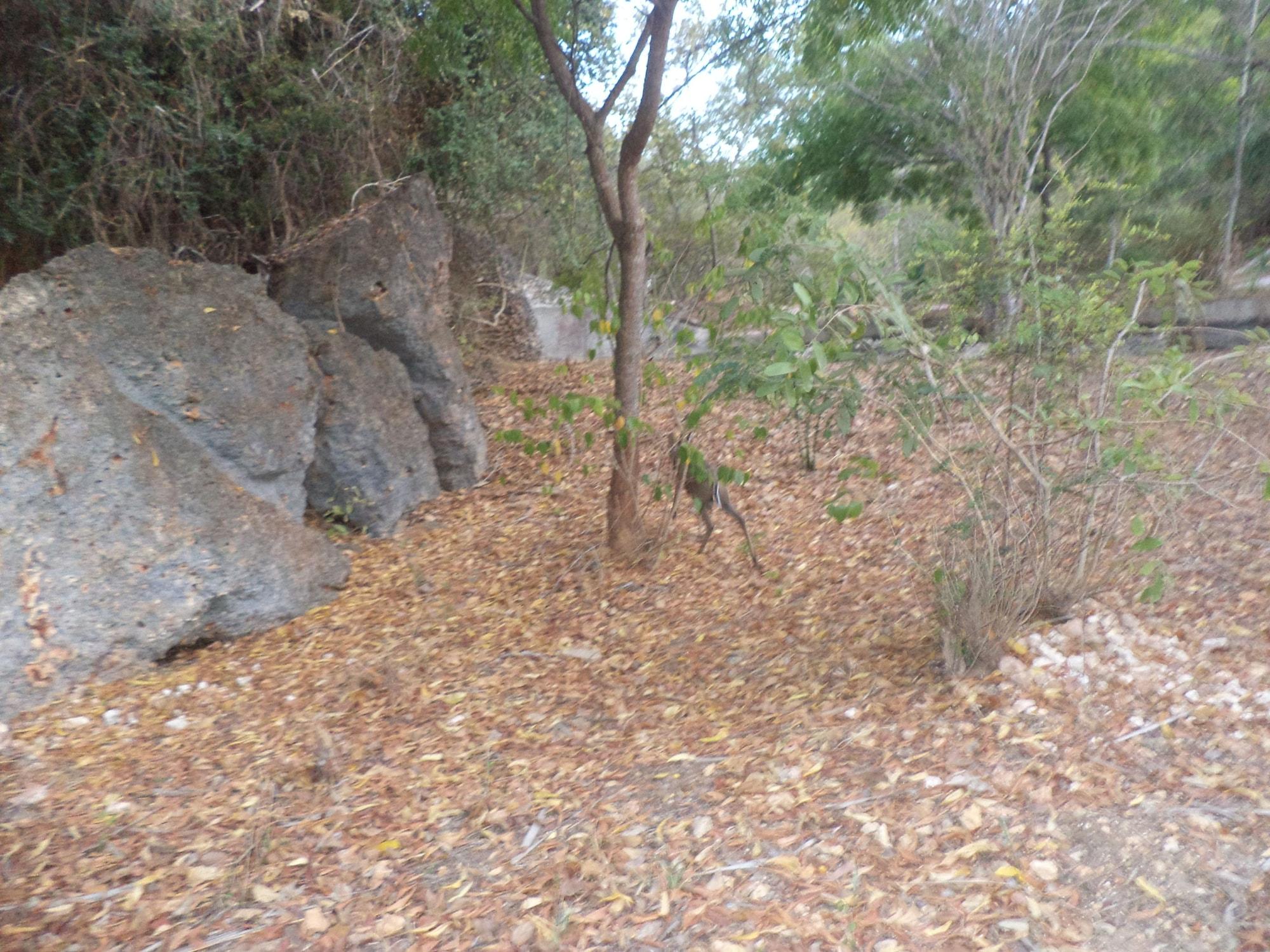 image url