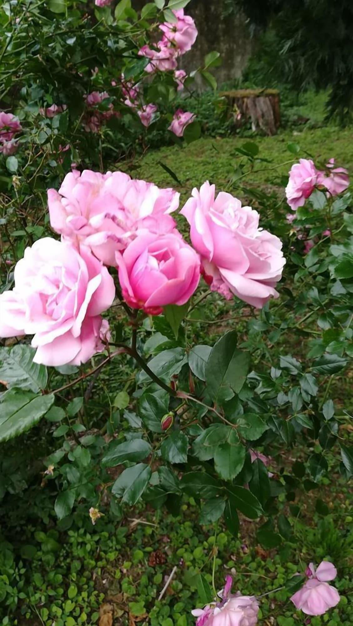 image url