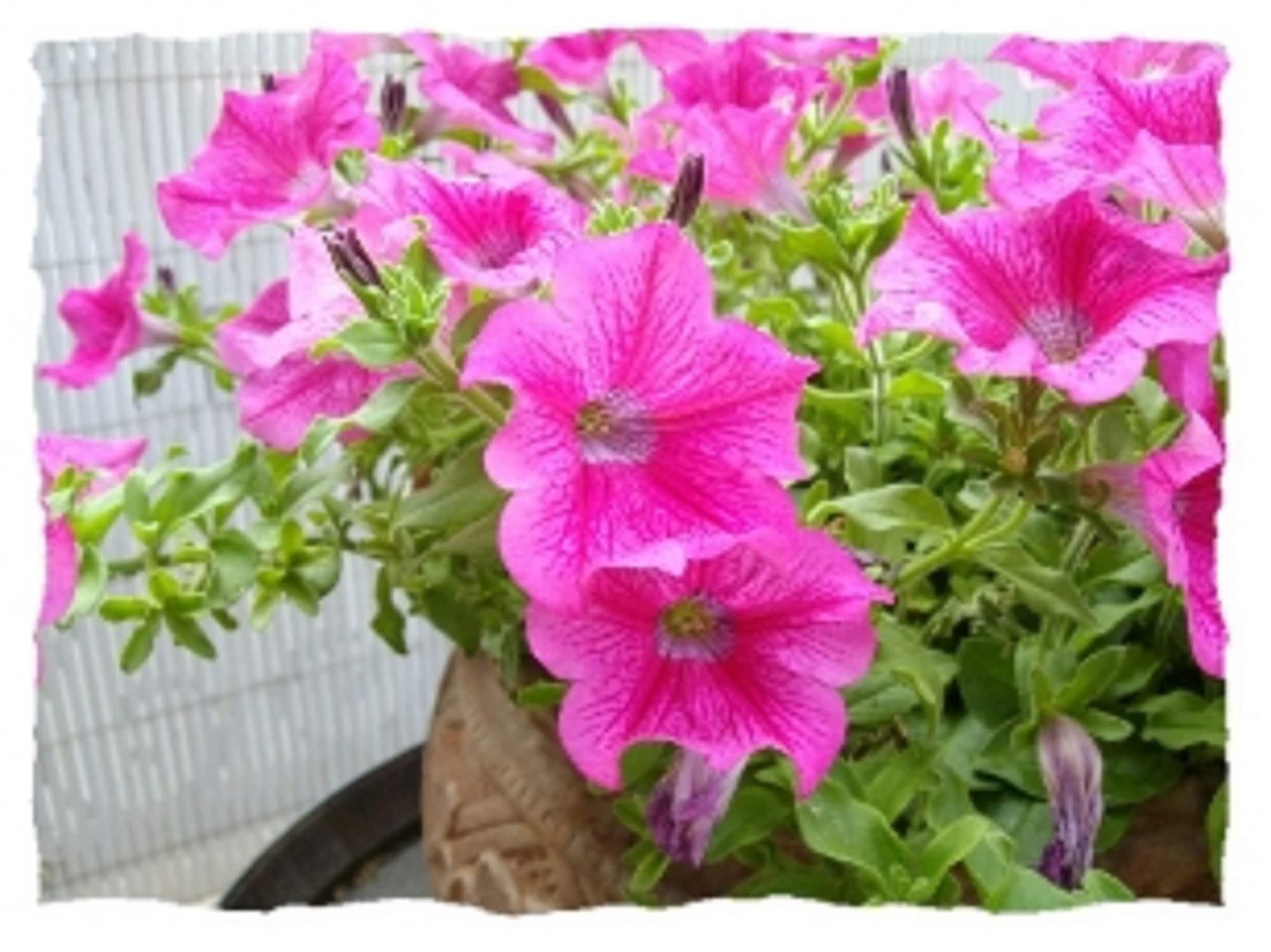 image url