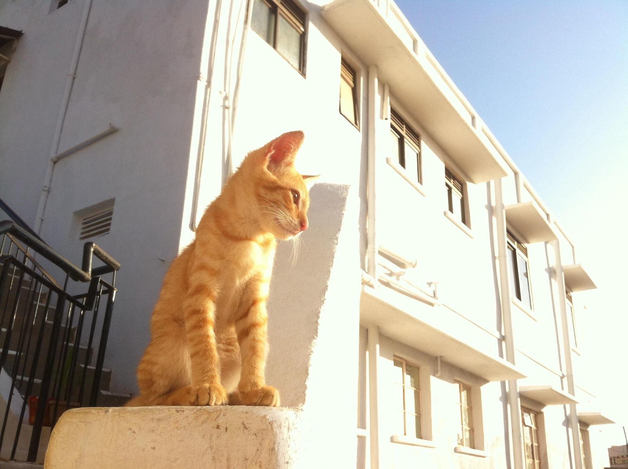 image url
