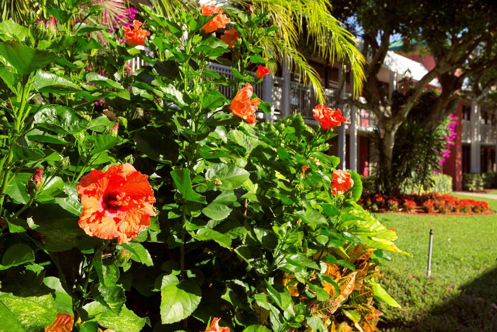 Collins Hotel Naples 