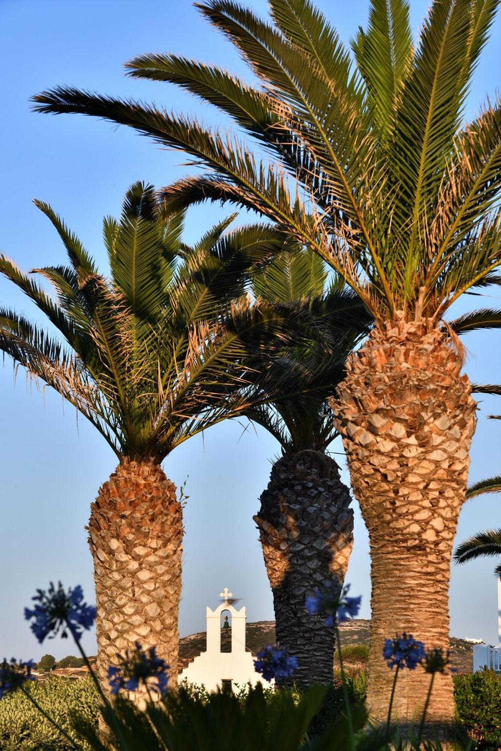 Astir Of Paros Astir Of Paros