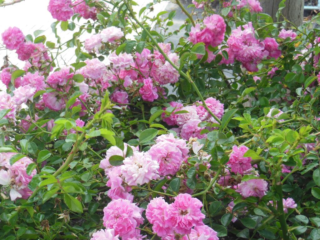 Casa Rural Aborigen Bimbache 