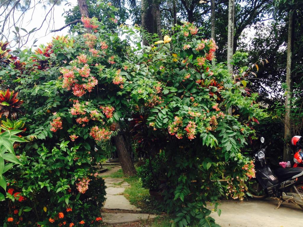 Baan Bua Guest House 